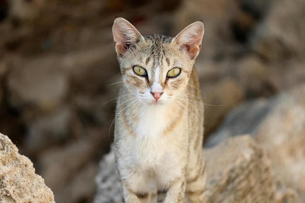 Los métodos más eficaces para organizar y liberar tu hogar del desorden.